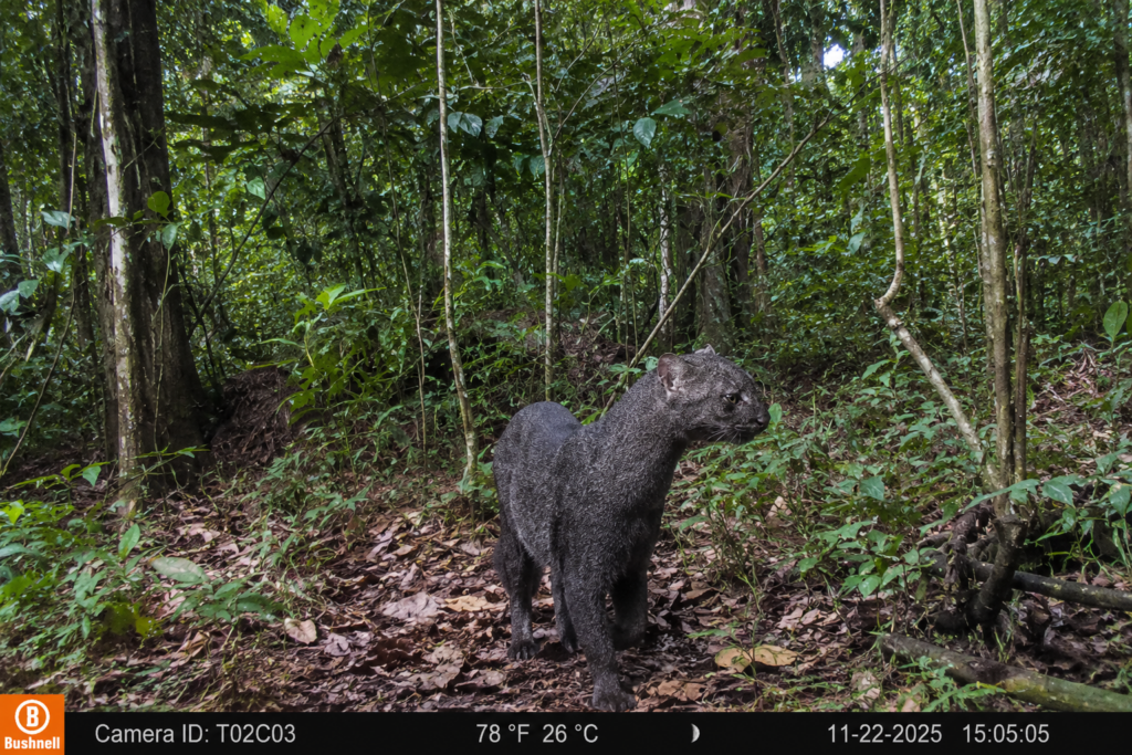 Flagrante inédito de jaguarundi no Pará reforça alerta sobre proteção de felinos silvestres