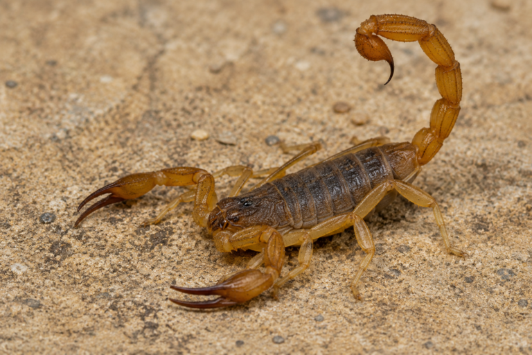 Butantan mapeia áreas com maior risco de picada de escorpião em SP